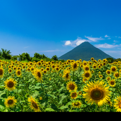 Lids de Kagoshima