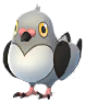 Poichigeon