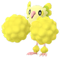 Pom-Pom
